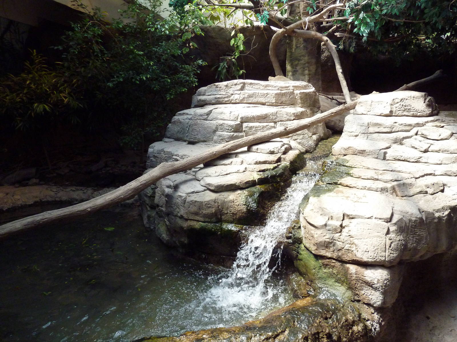 RainForest Building - Asian Small-Clawed Otter Exhibit