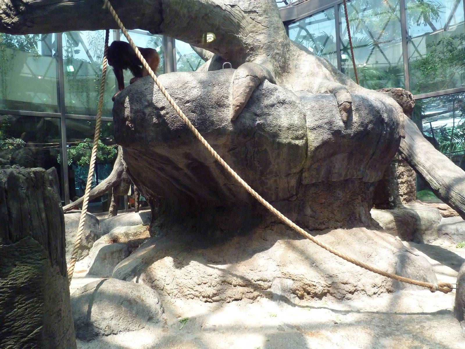 RainForest Building - Bornean Orangutan Exhibit
