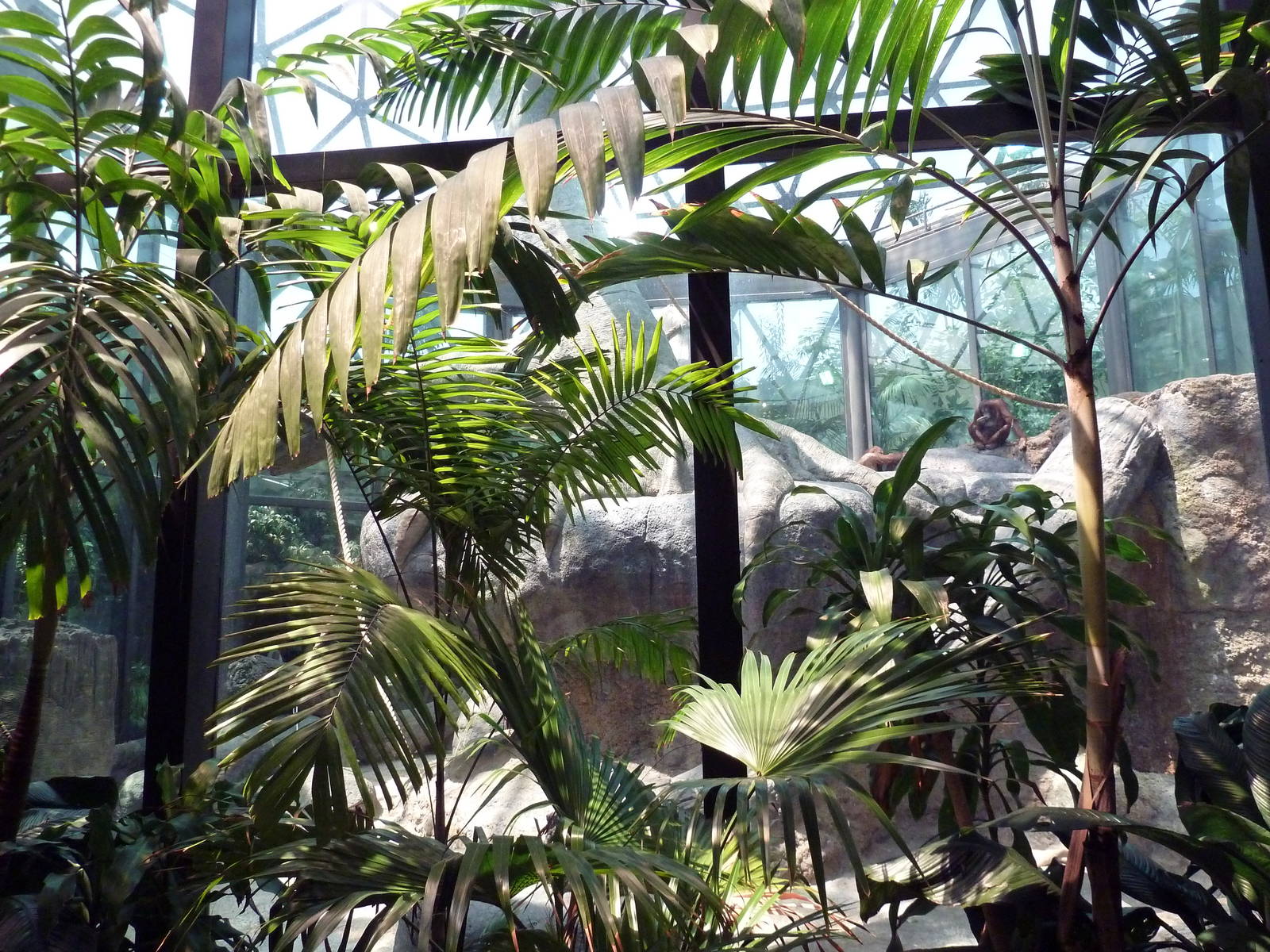 RainForest Building - Bornean Orangutan Exhibit