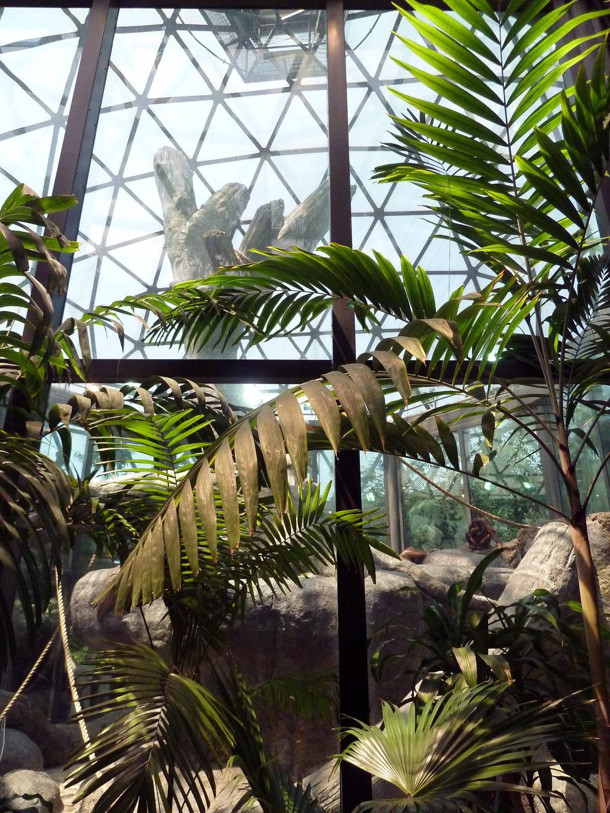 RainForest Building - Bornean Orangutan Exhibit