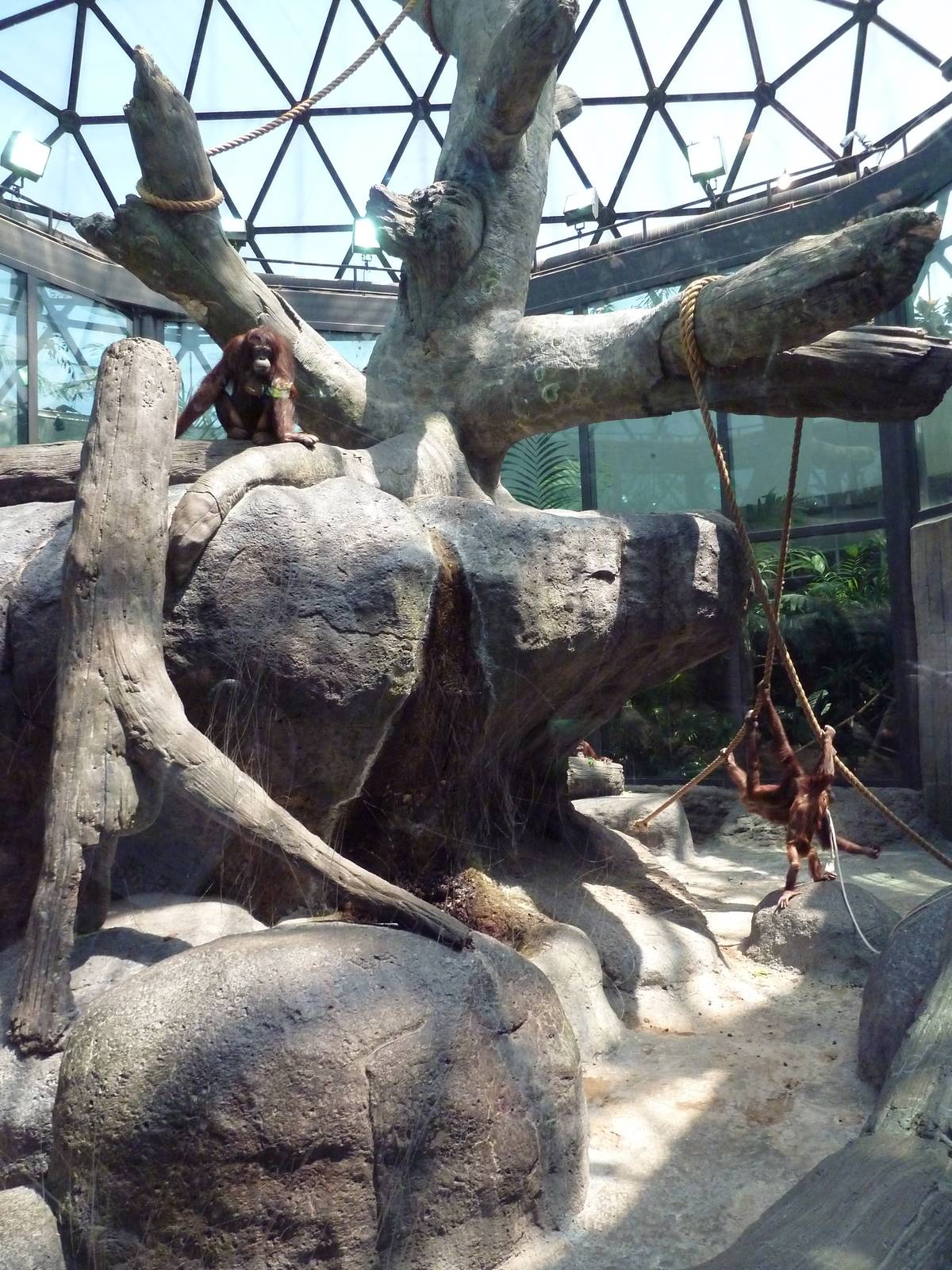 RainForest Building - Bornean Orangutan Exhibit