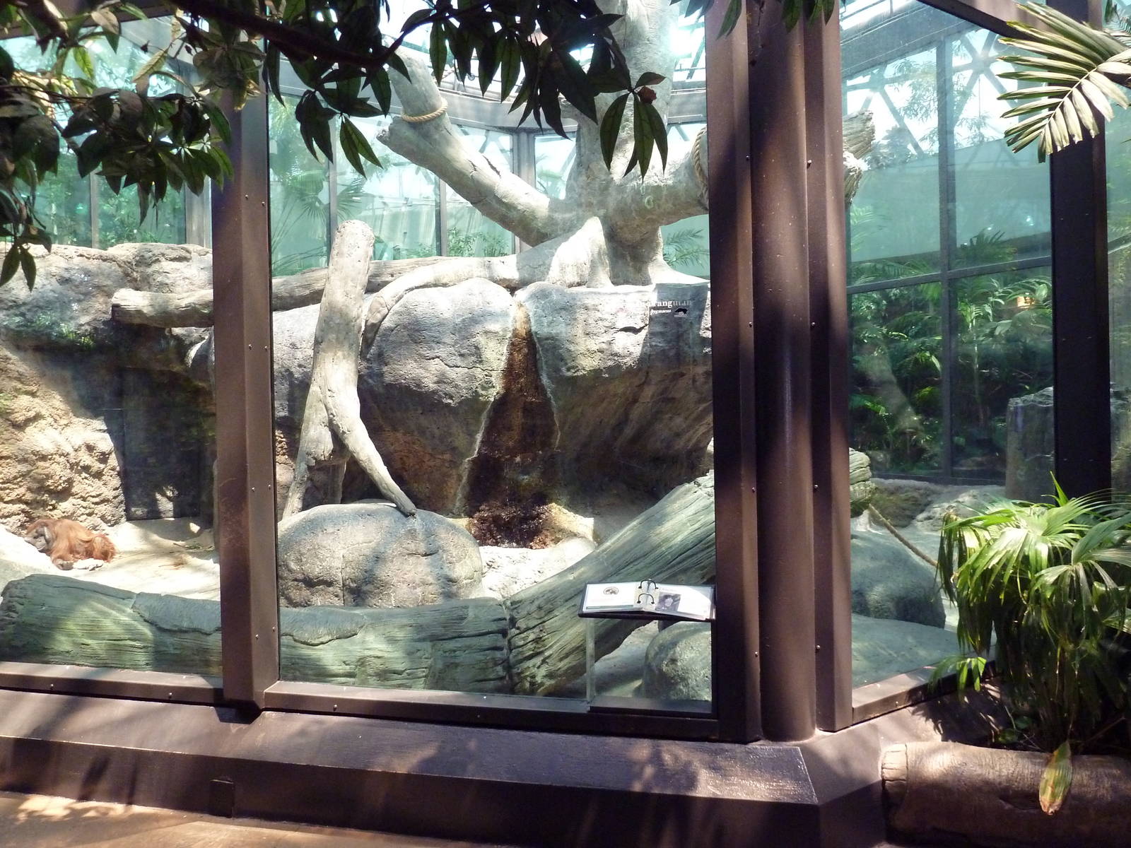 RainForest Building - Bornean Orangutan Exhibit