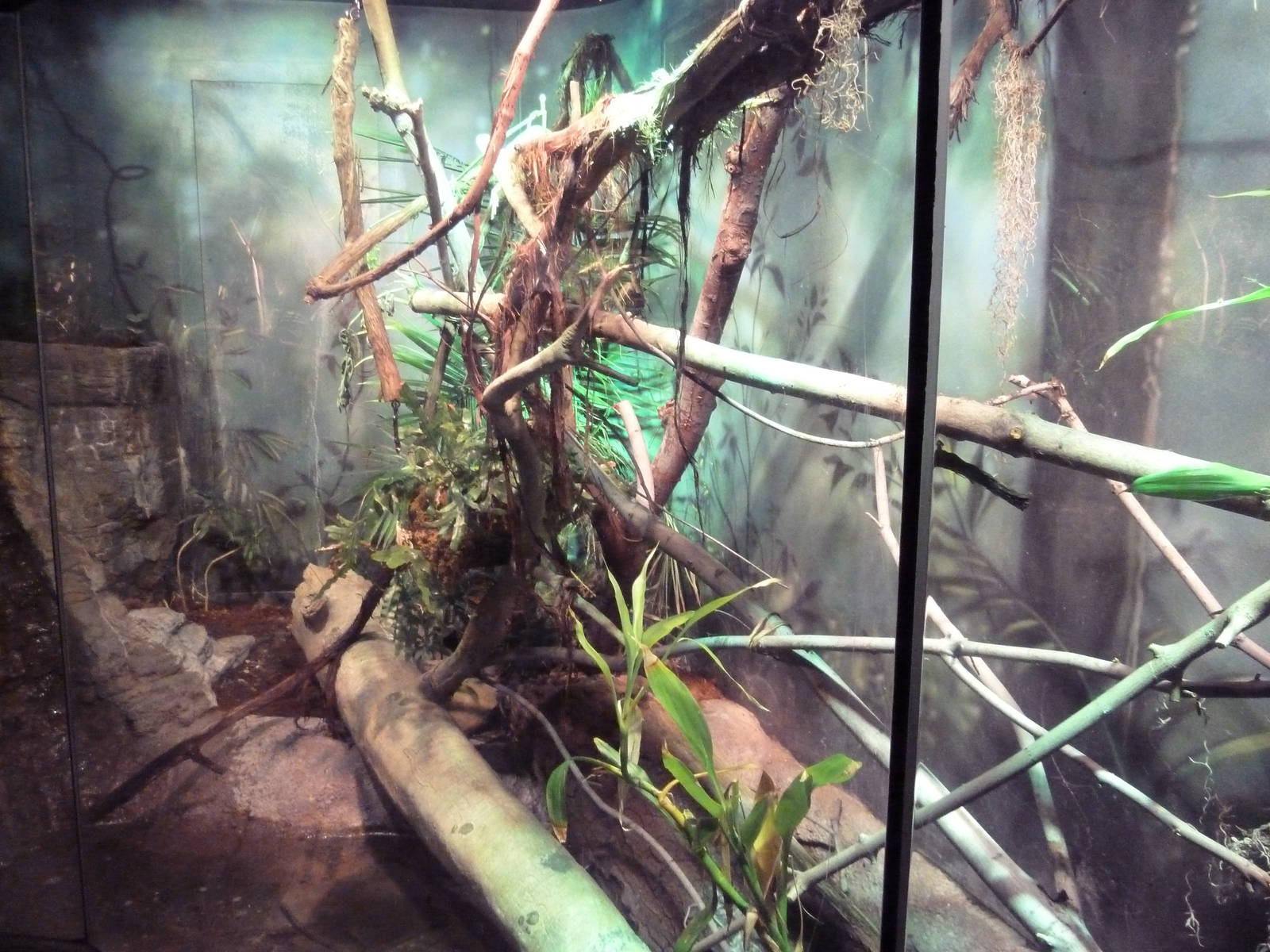 RainForest Building - Fiji Island Banded Iguana Exhibit