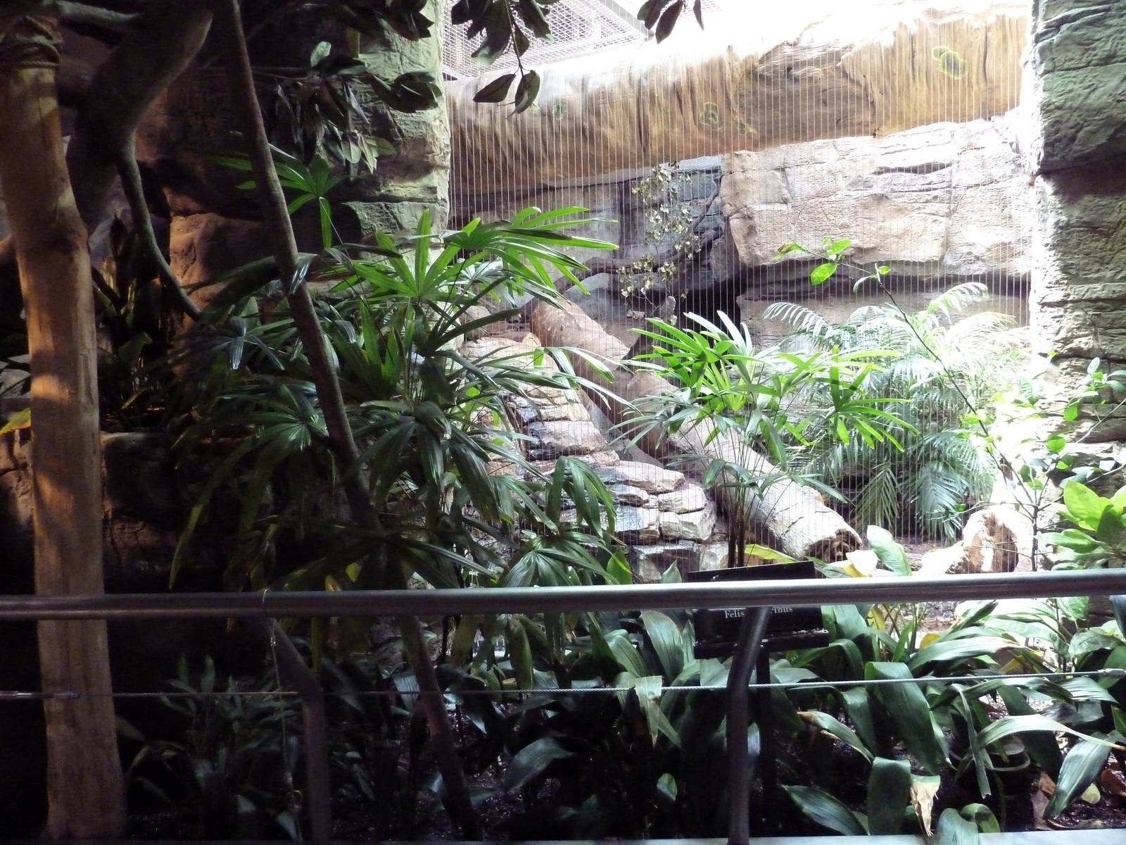 RainForest Building - Fishing Cat Exhibit