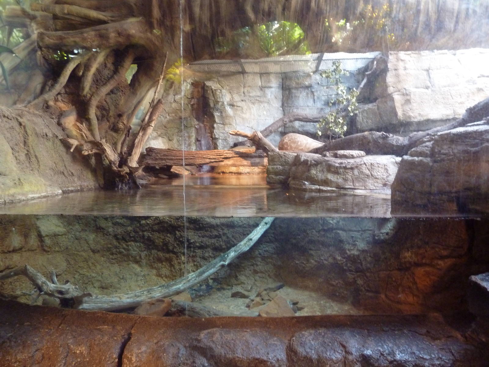 RainForest Building - Fishing Cat Exhibit