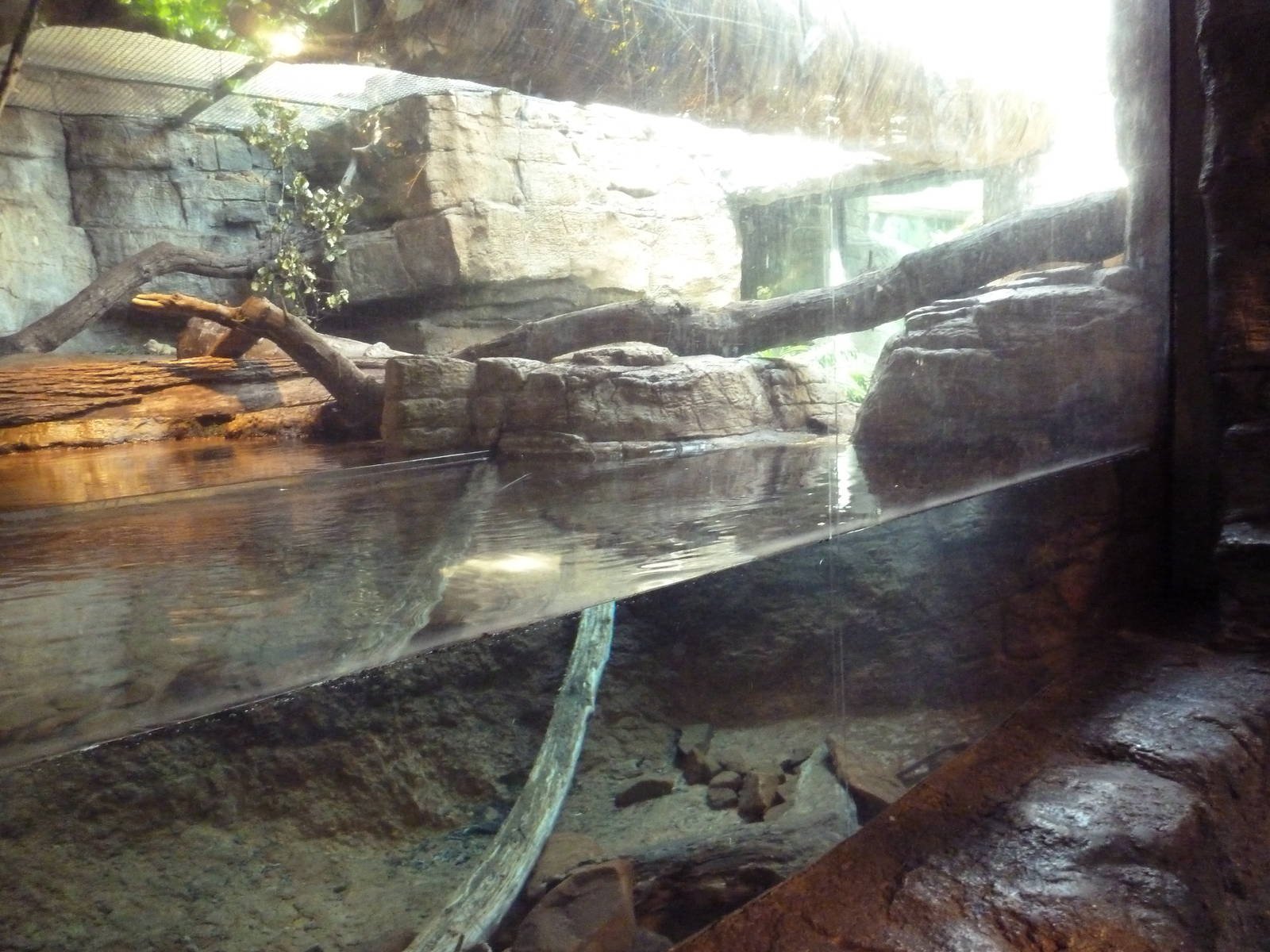 RainForest Building - Fishing Cat Exhibit
