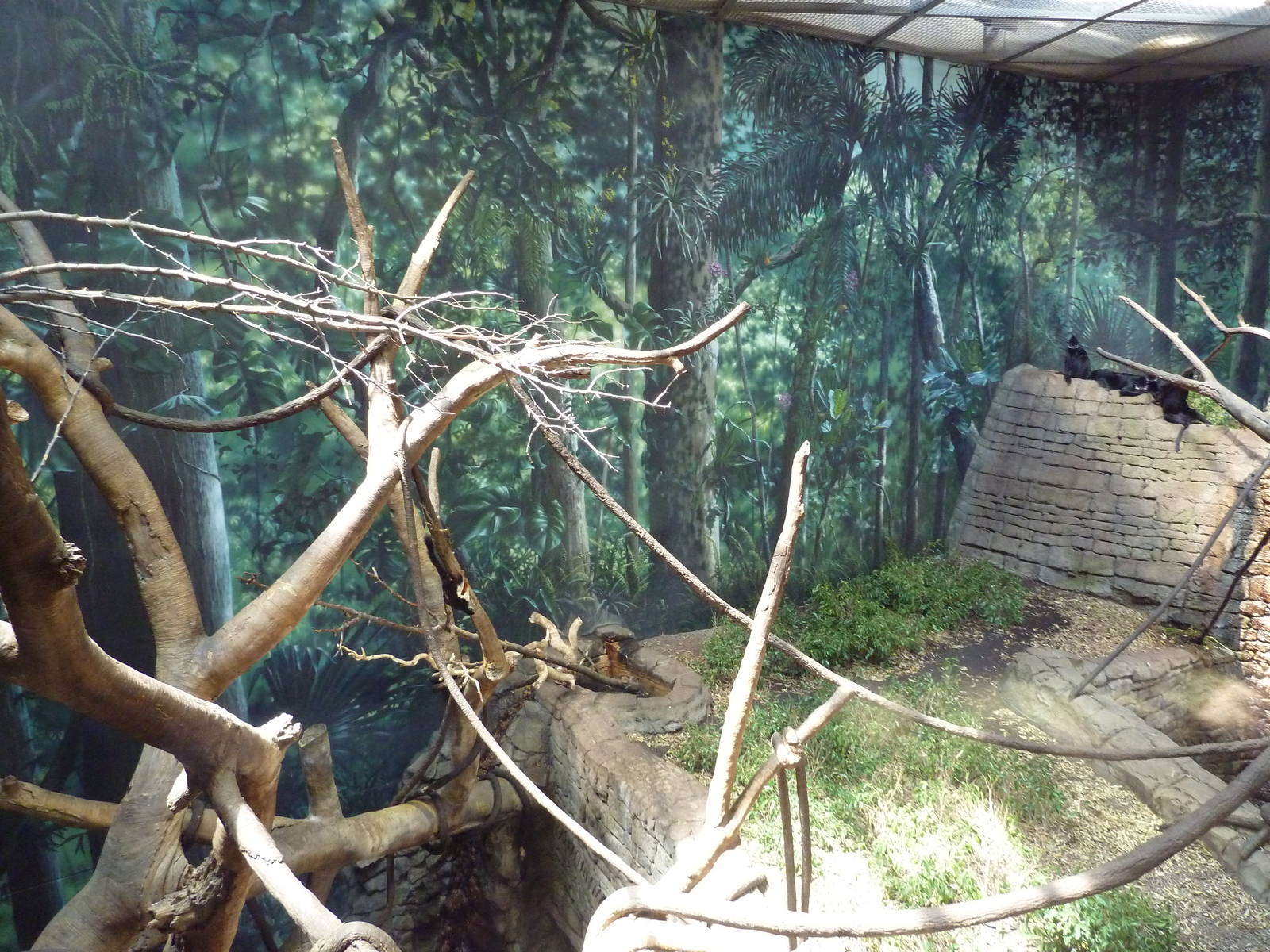 RainForest Building - Francois Langur/Prevost Squirrel Exhibit