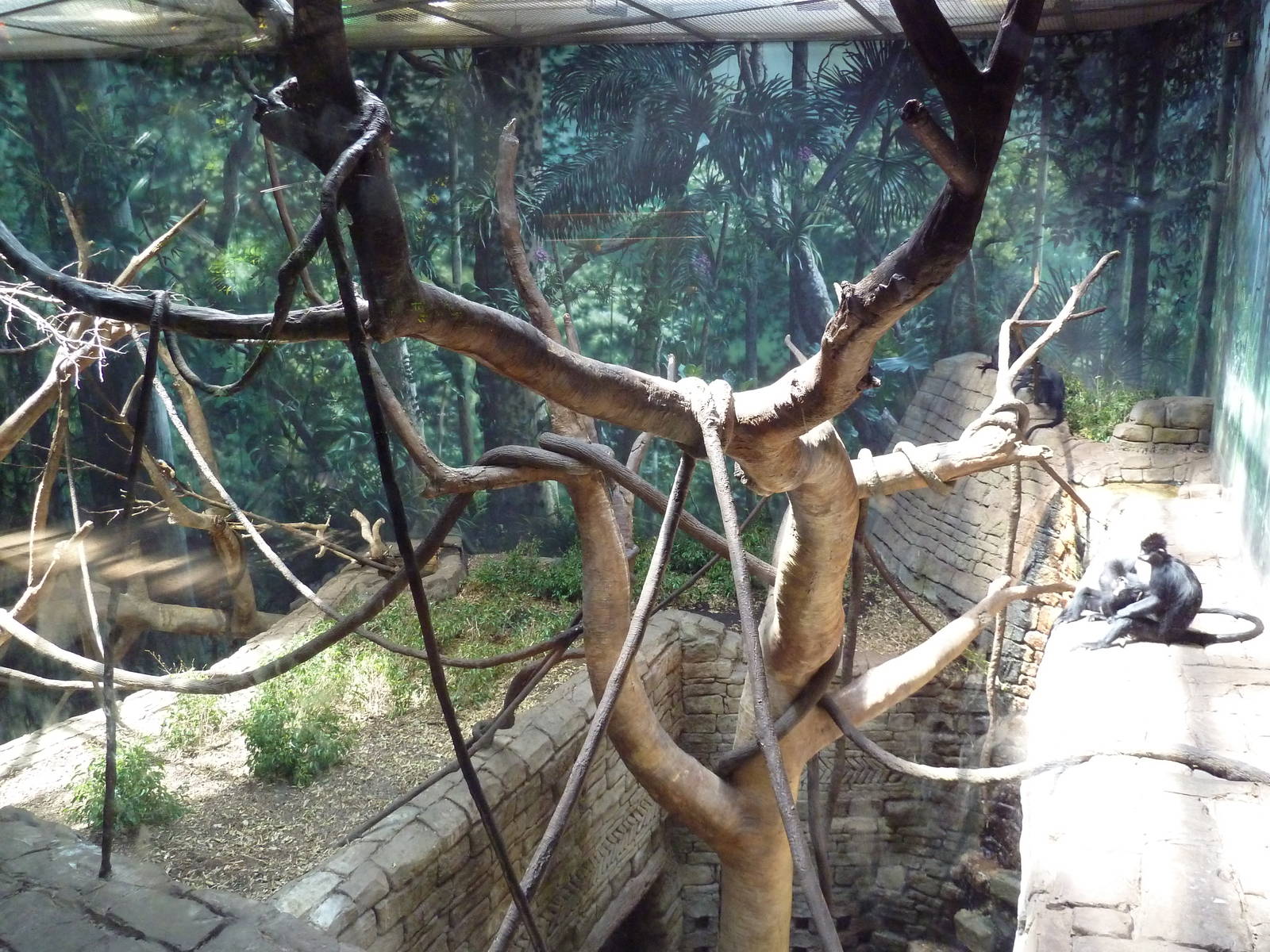 RainForest Building - Francois Langur/Prevost's Squirrel Exhibit