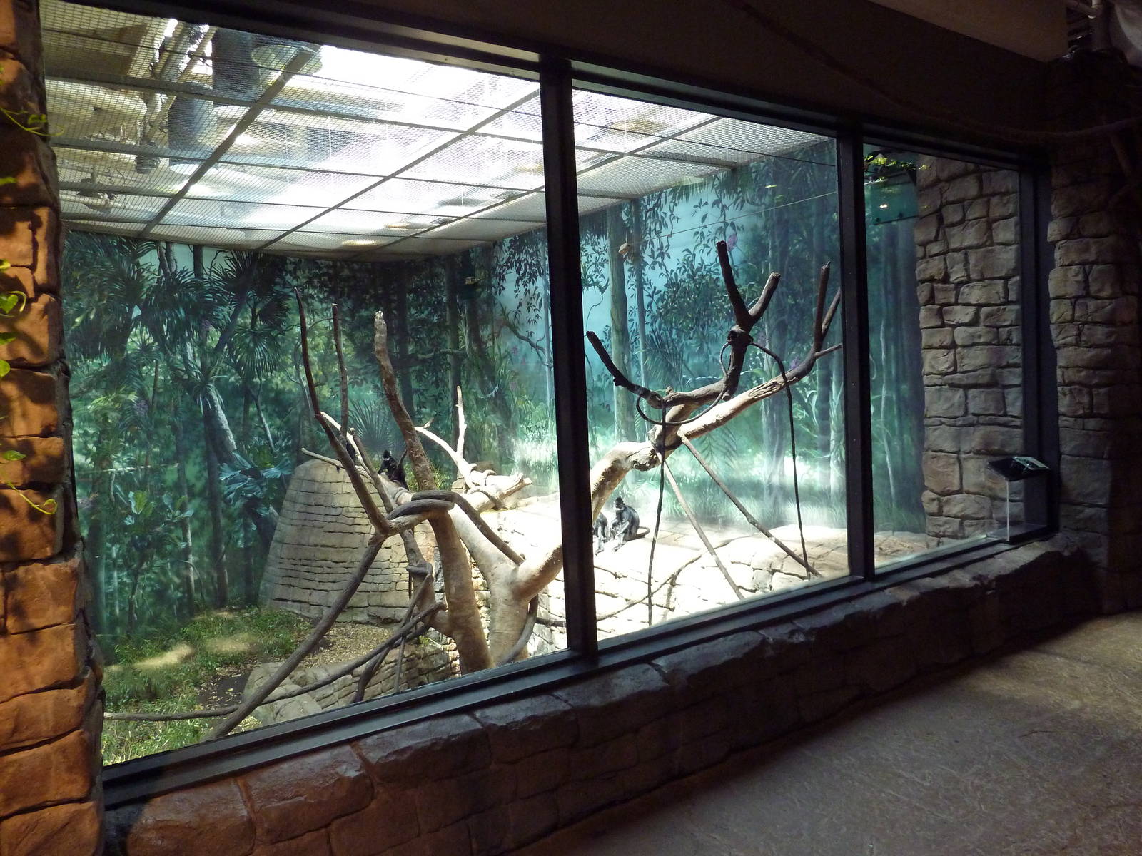 RainForest Building - Francois Langur/Prevost's Squirrel Exhibit
