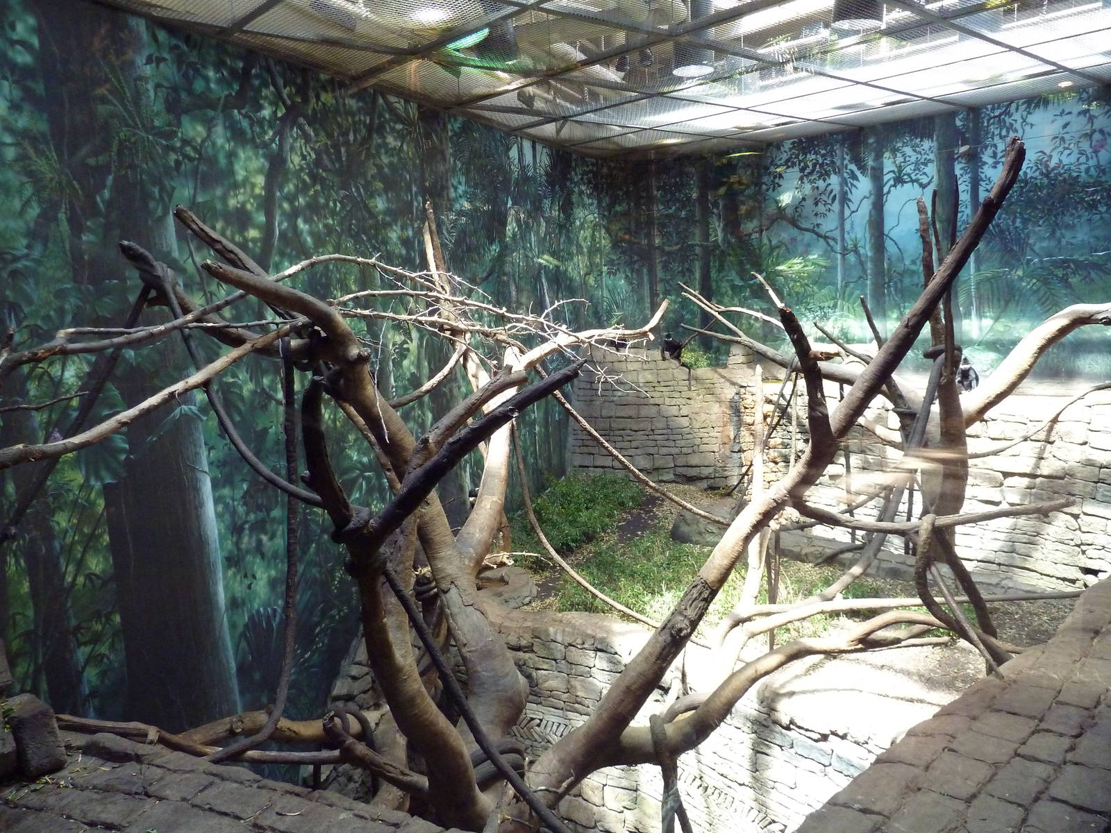 RainForest Building - Francois Langur/Prevost's Squirrel Exhibit