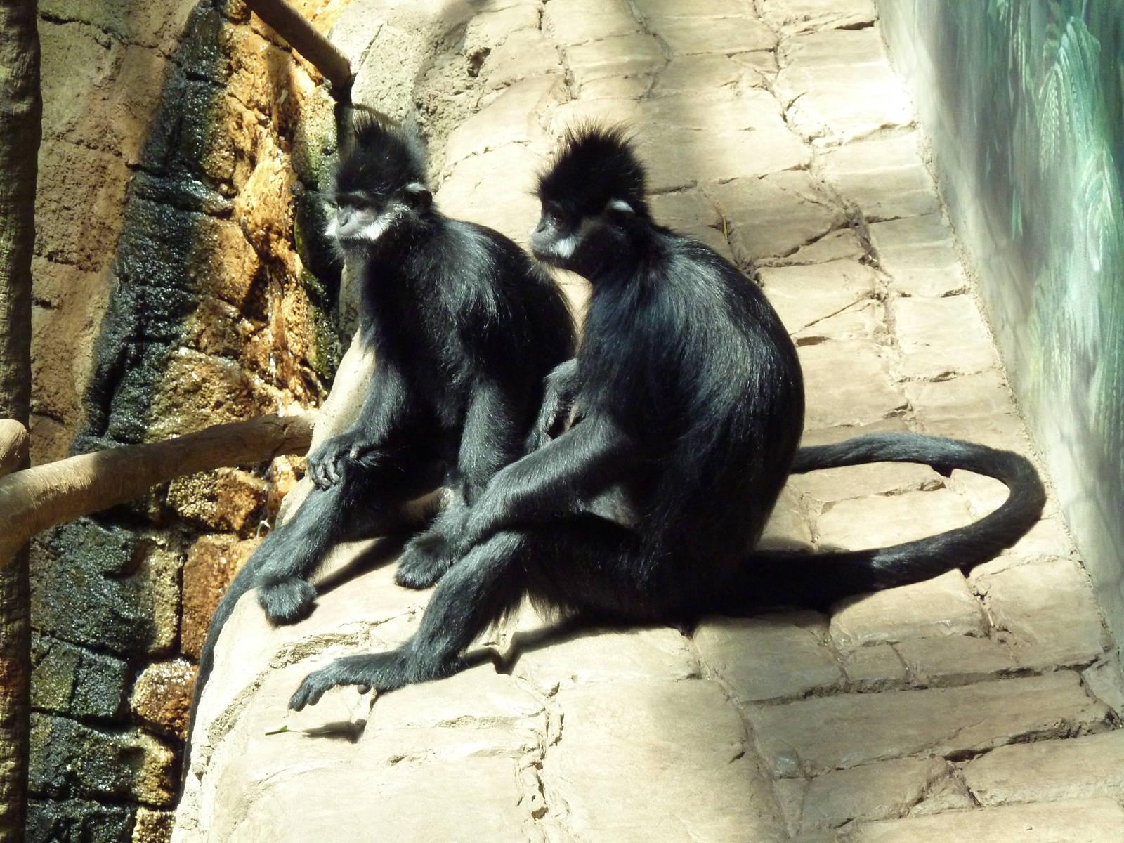 RainForest Building - Francois Langurs