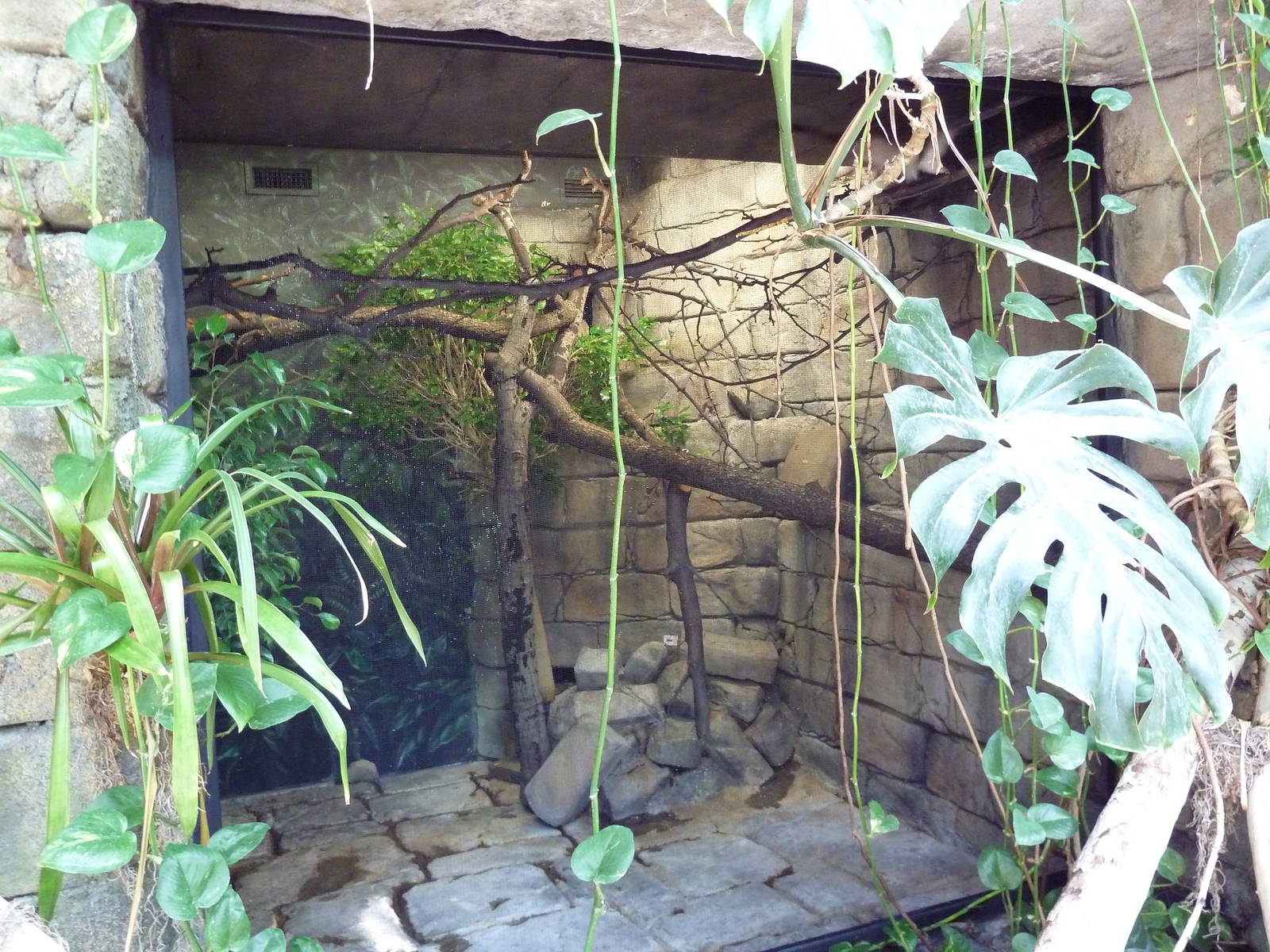 RainForest Building - Geoffrey's Tamarin Exhibit