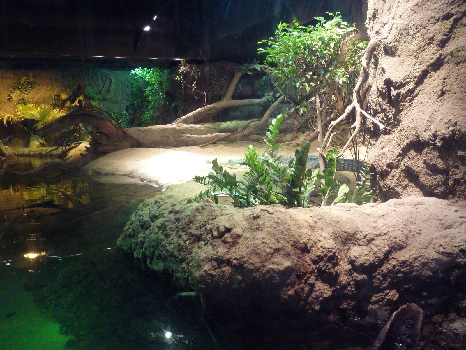 RainForest Building - Gharial/Turtle Exhibit