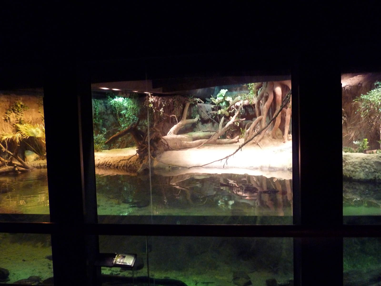 RainForest Building - Gharial/Turtle Exhibit