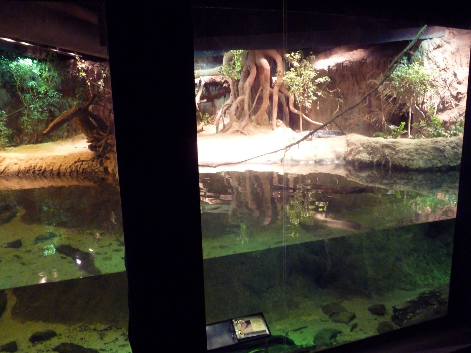 RainForest Building - Gharial/Turtle Exhibit