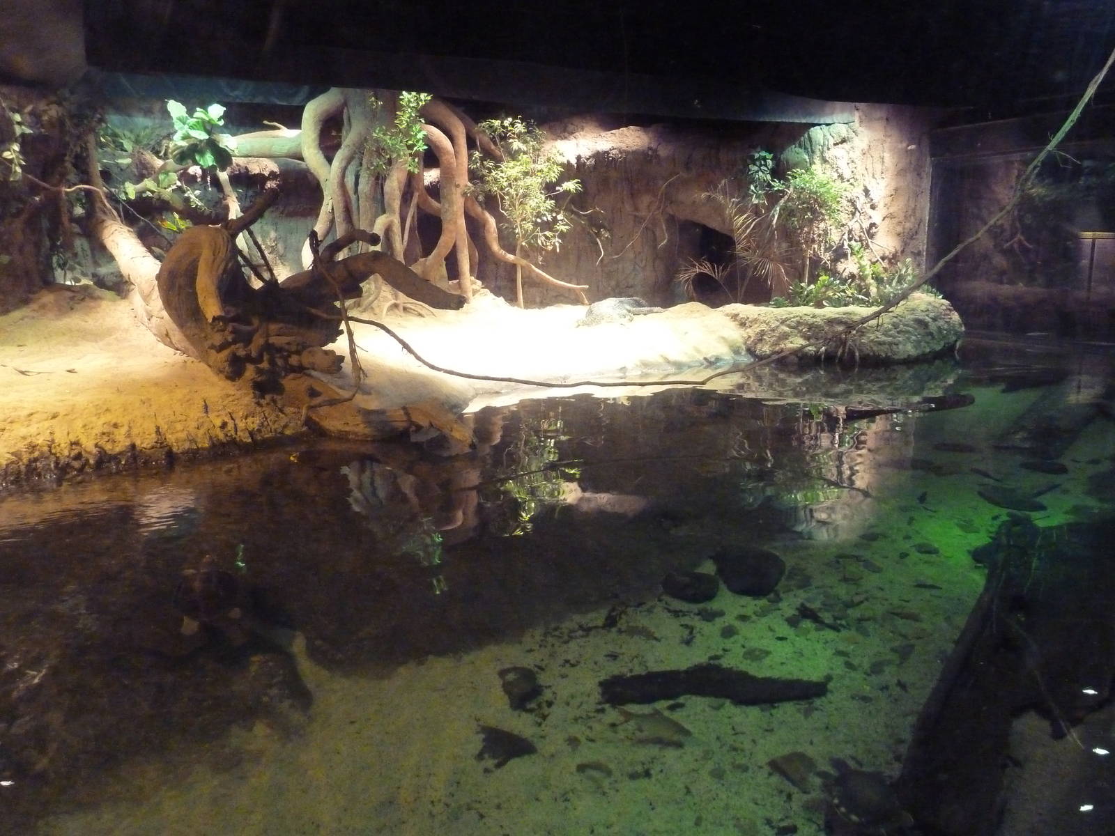 RainForest Building - Gharial/Turtle Exhibit