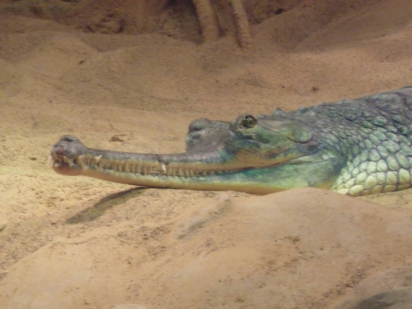 RainForest Building - Gharial