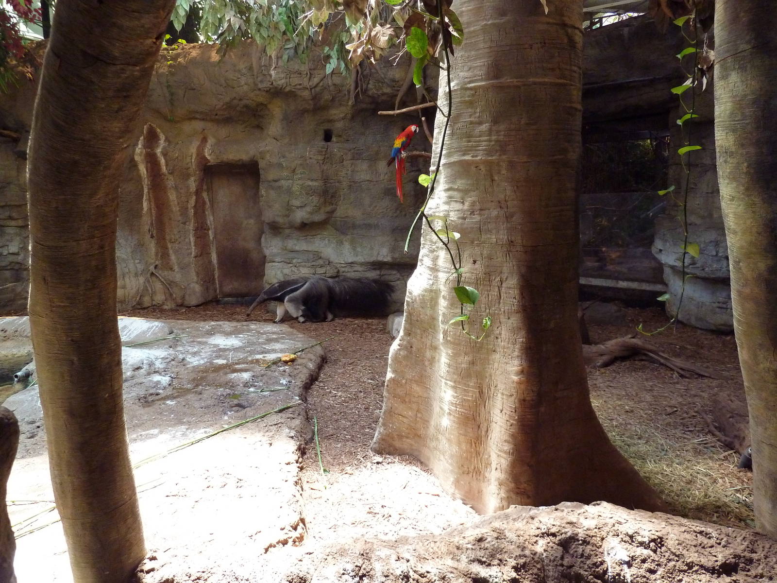 RainForest Building - Giant Anteater/Scarlet Macaw/Capybara Exhibit