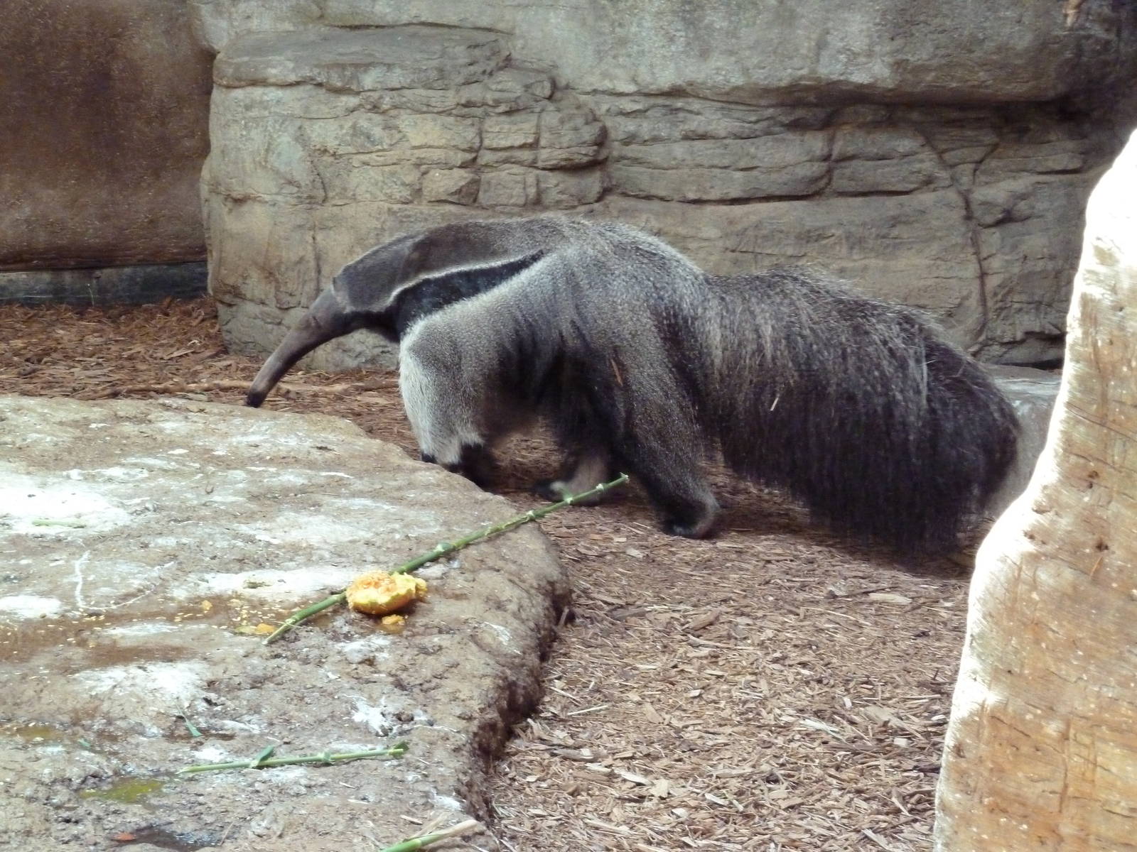 RainForest Building - Giant Anteater