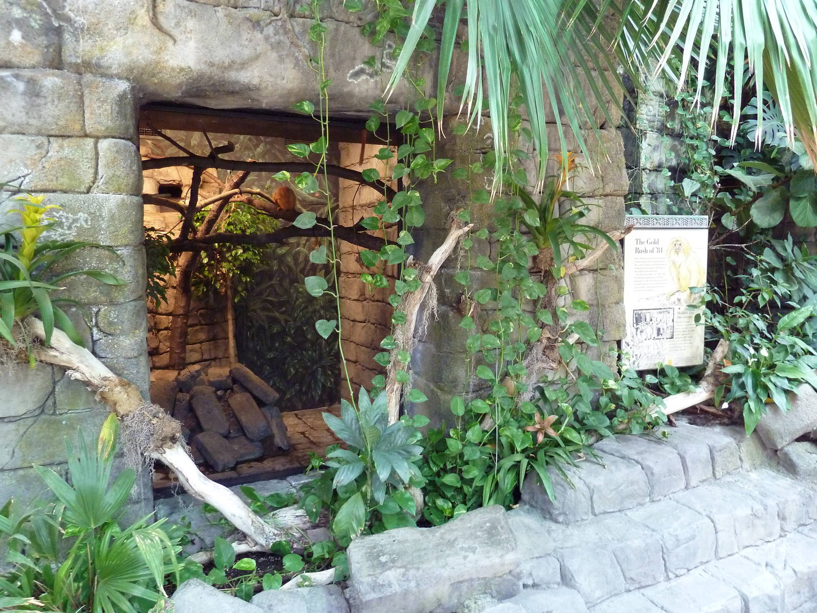 RainForest Building - Golden Lion Tamarin Exhibit