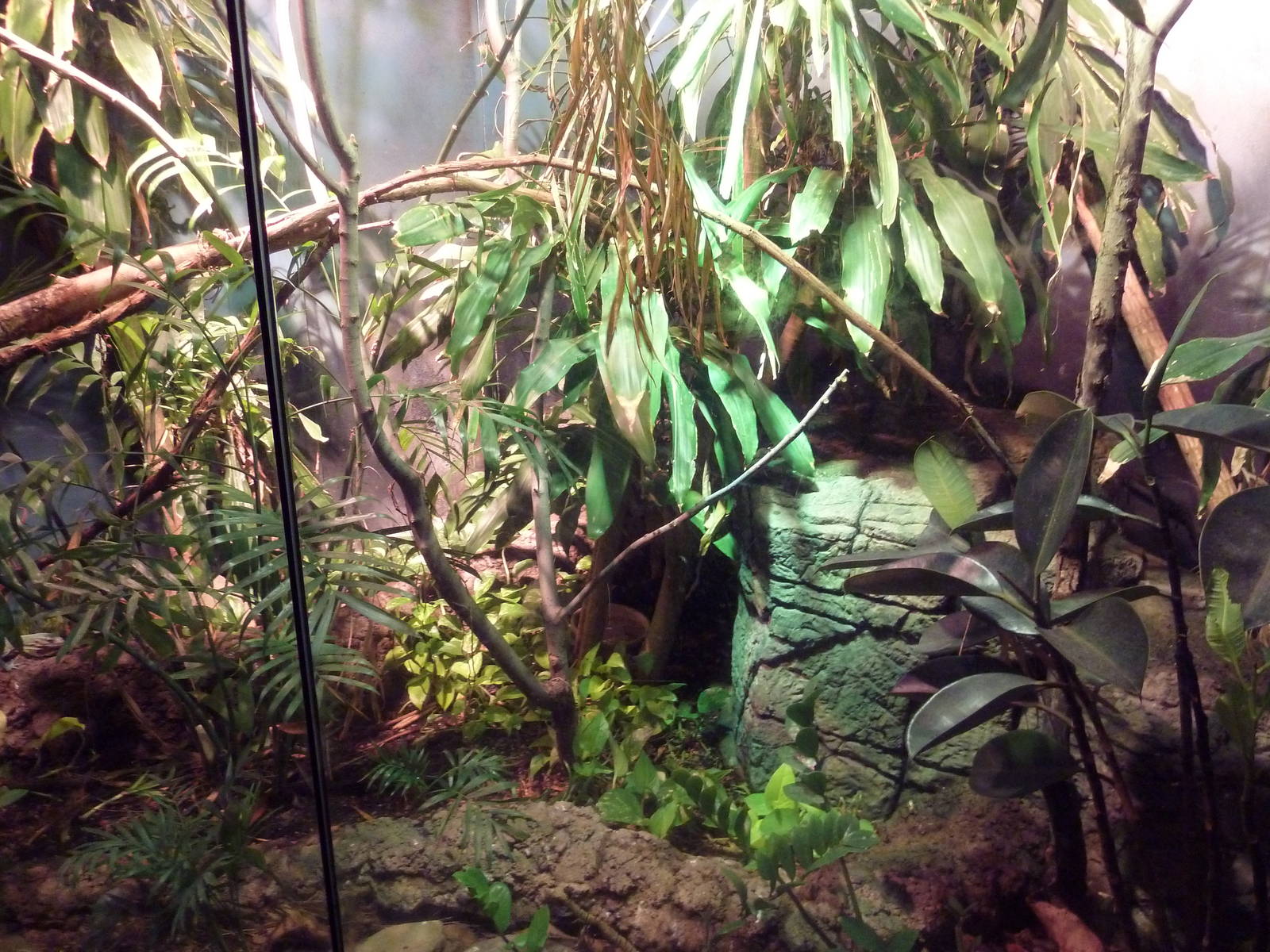 RainForest Building - Green Tree Monitor Exhibit