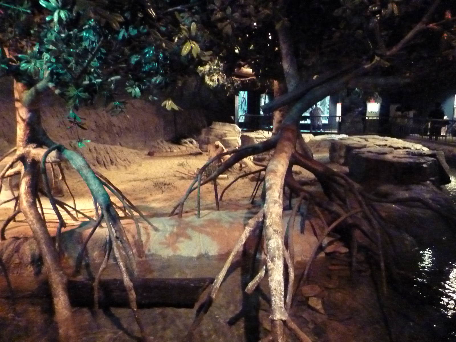 RainForest Building - Indian-Crested Porcupine/Mouse Deer Exhibit