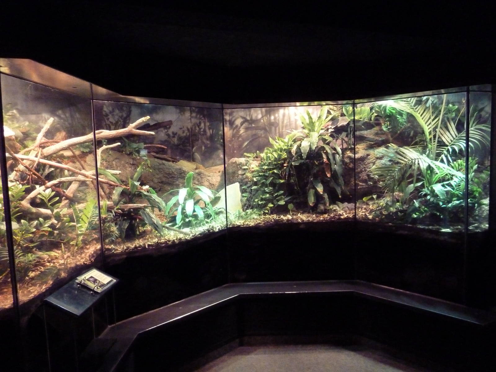 RainForest Building - Indochinese Box Turtle/Vietnamese Blue Beauty Snake E