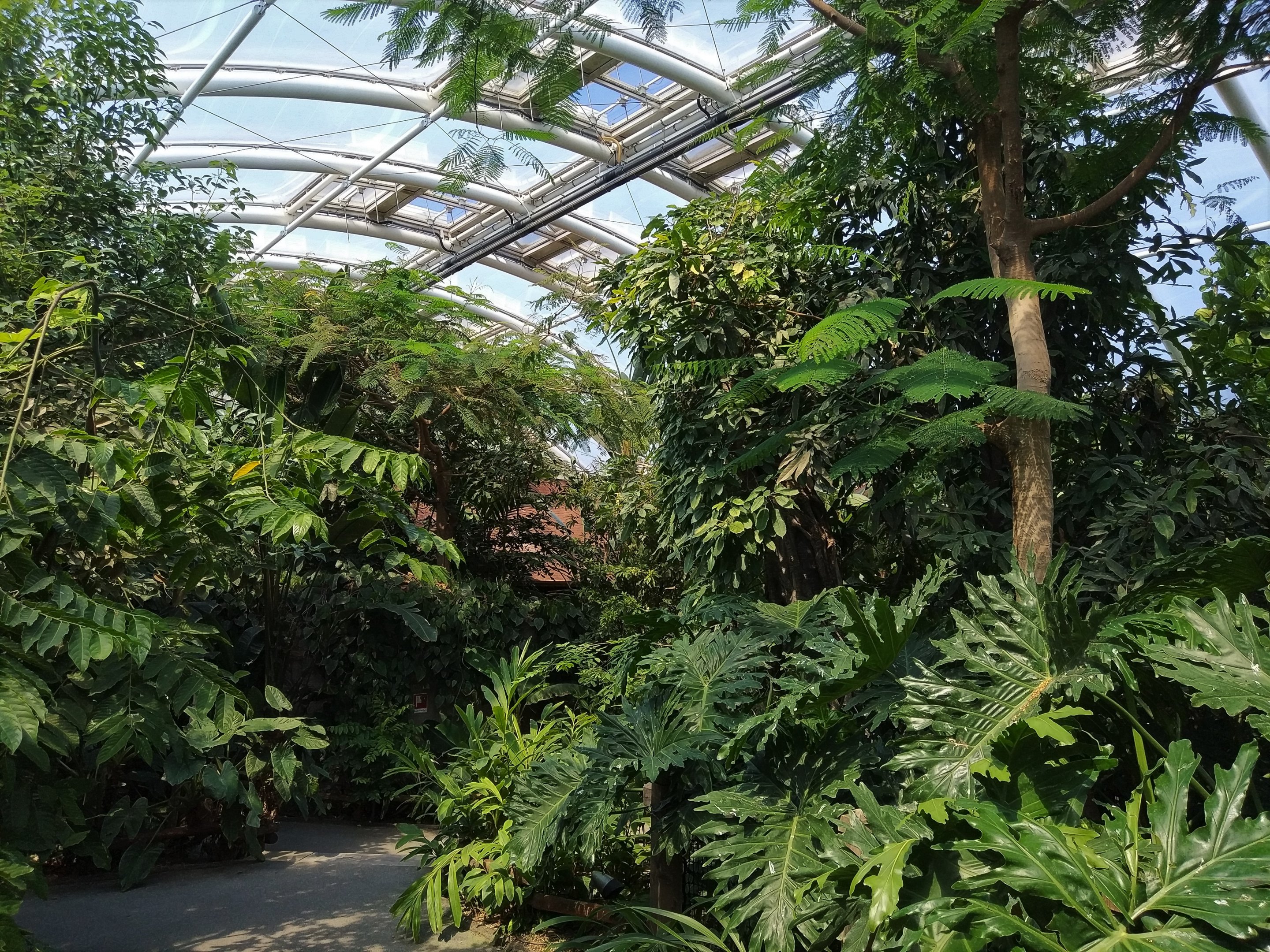 Rainforest Building Indoors