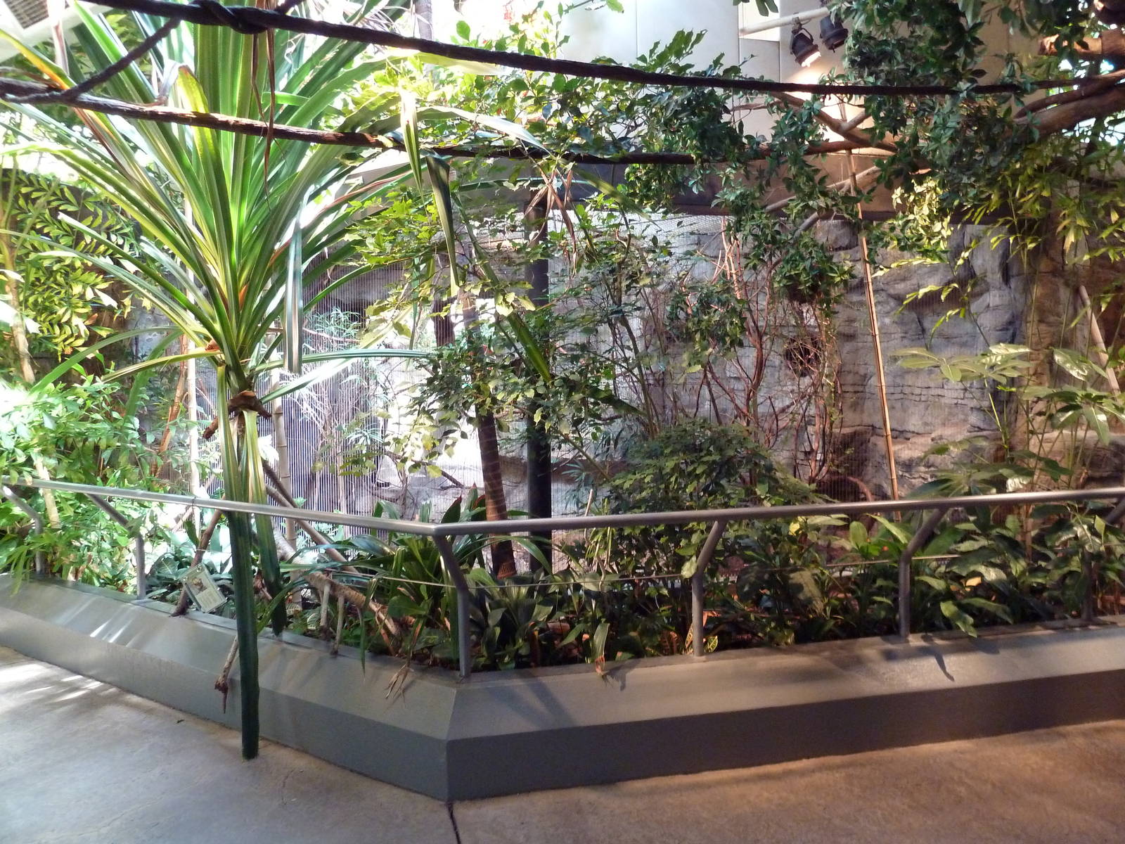 RainForest Building - Larger Malaysian Chevrotain Exhibit