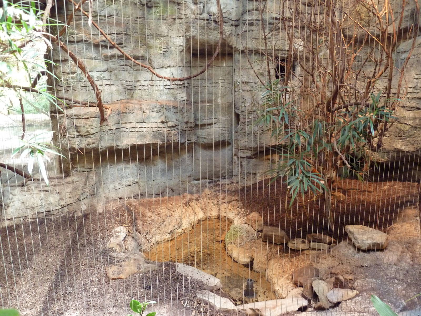 RainForest Building - Larger Malaysian Chevrotain Exhibit