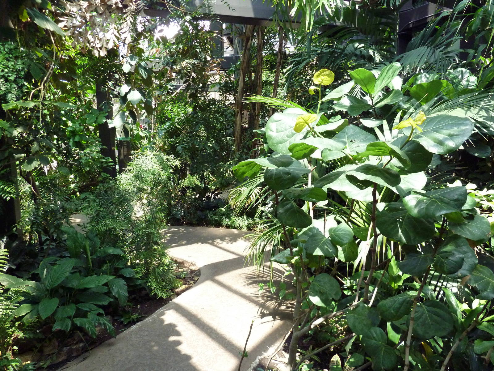 RainForest Building - Medicine Trail