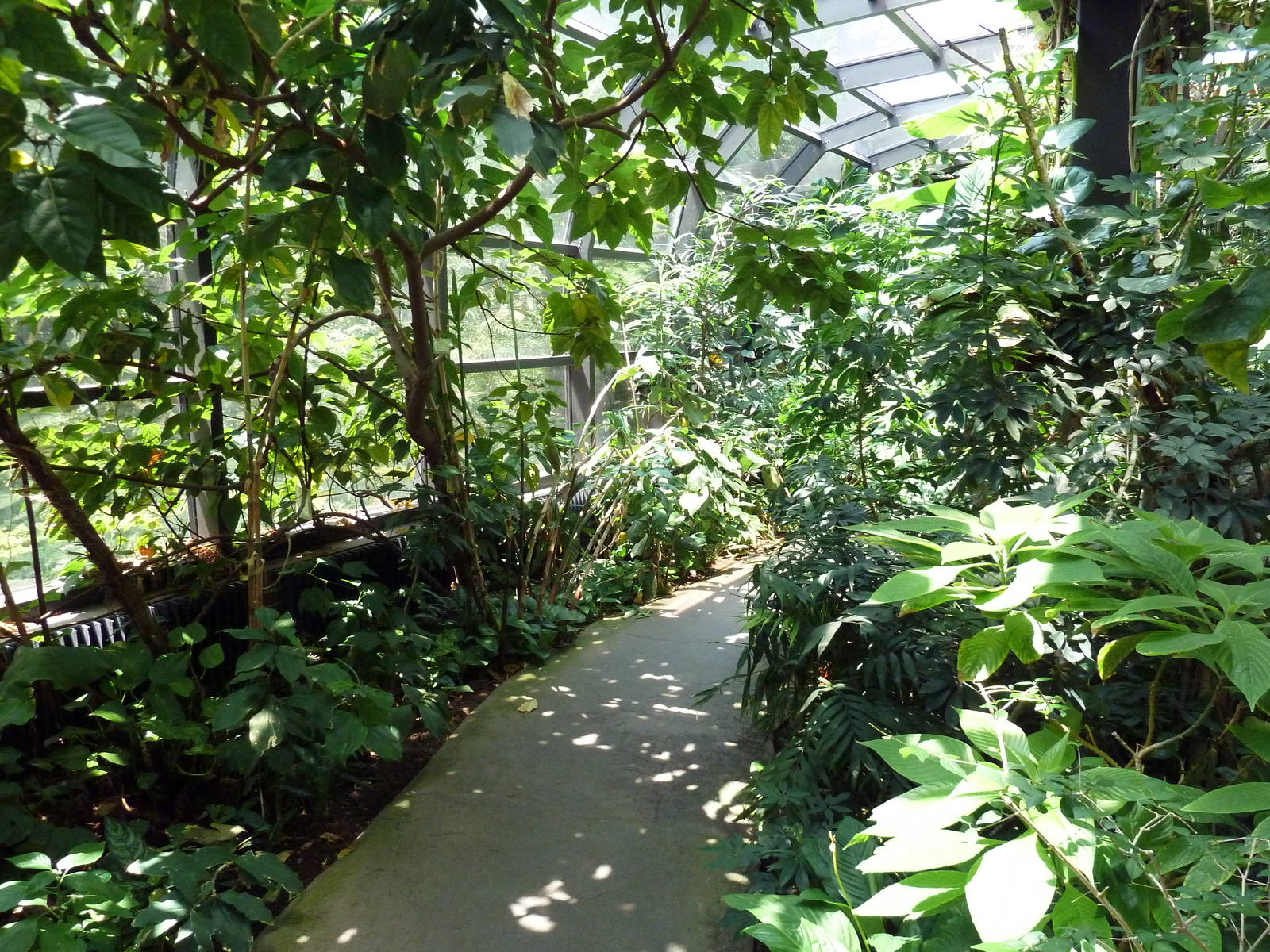 RainForest Building - Medicine Trail