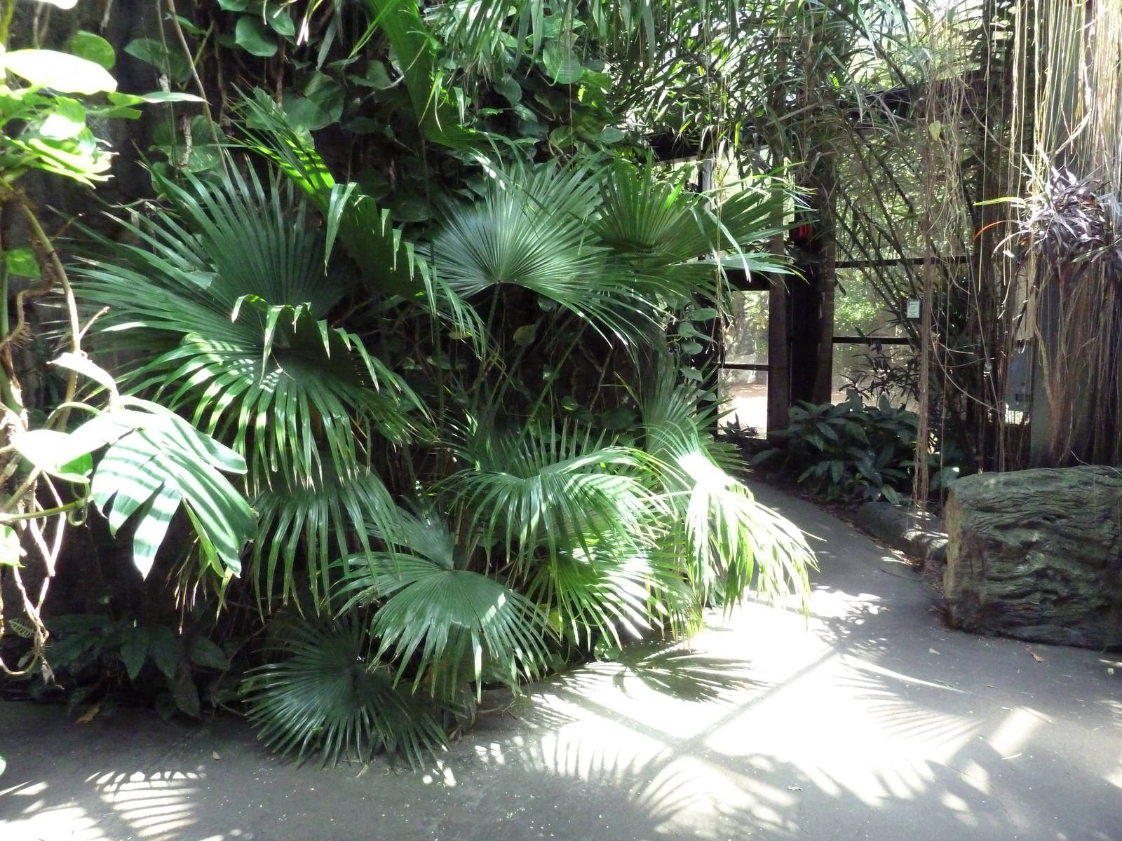 RainForest Building - Medicine Trail