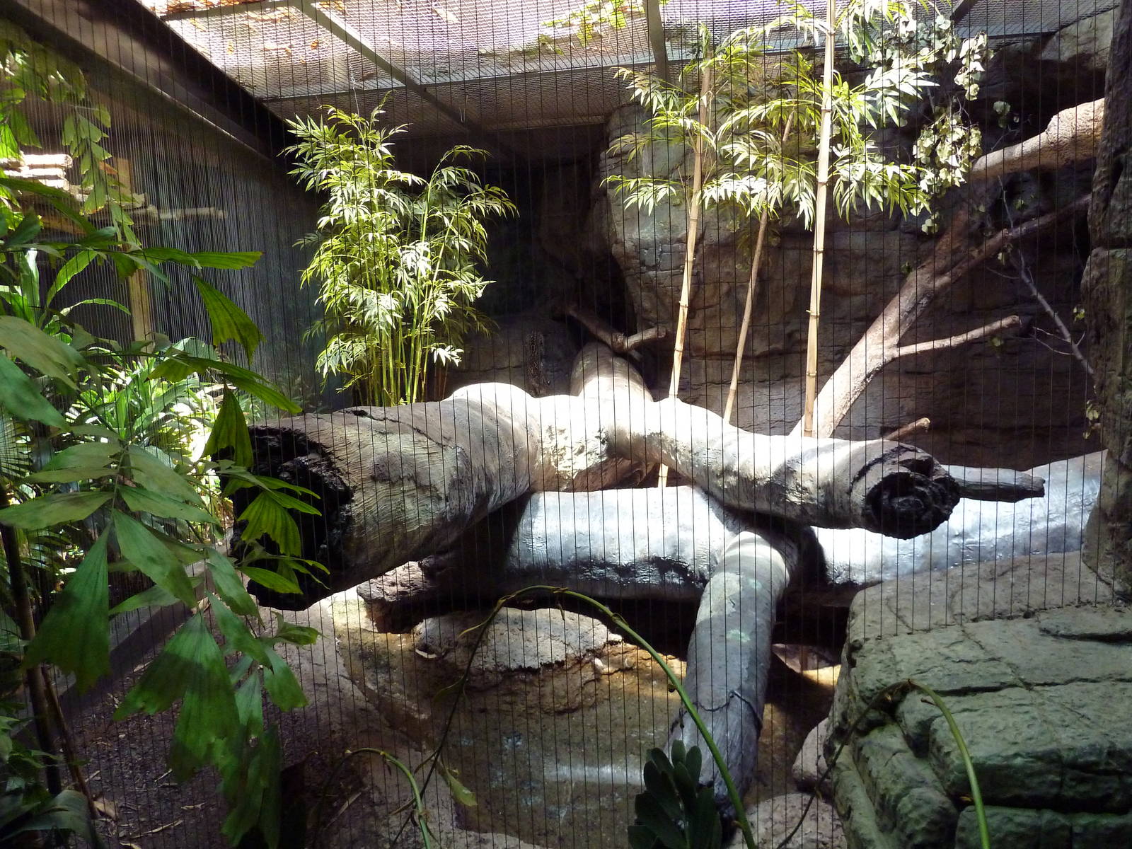 RainForest Building - Ocelot Exhibit