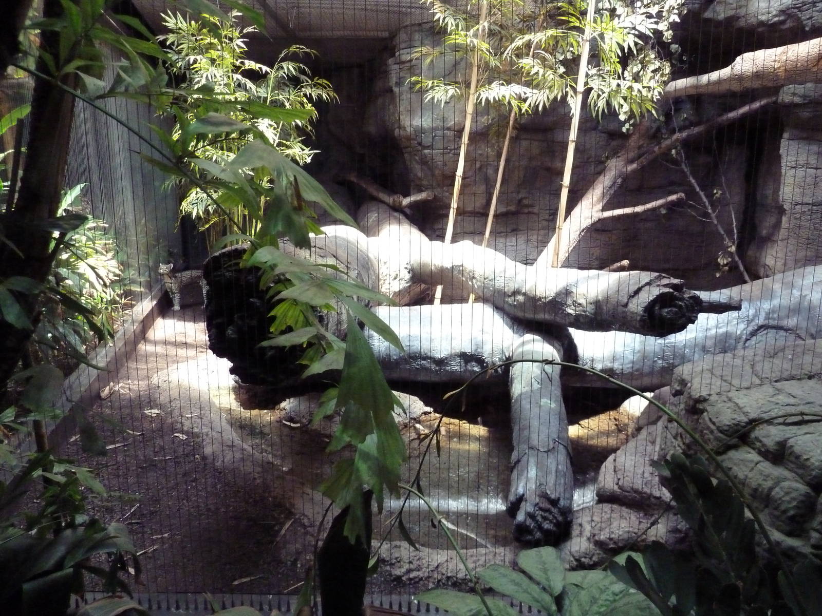 RainForest Building - Ocelot Exhibit
