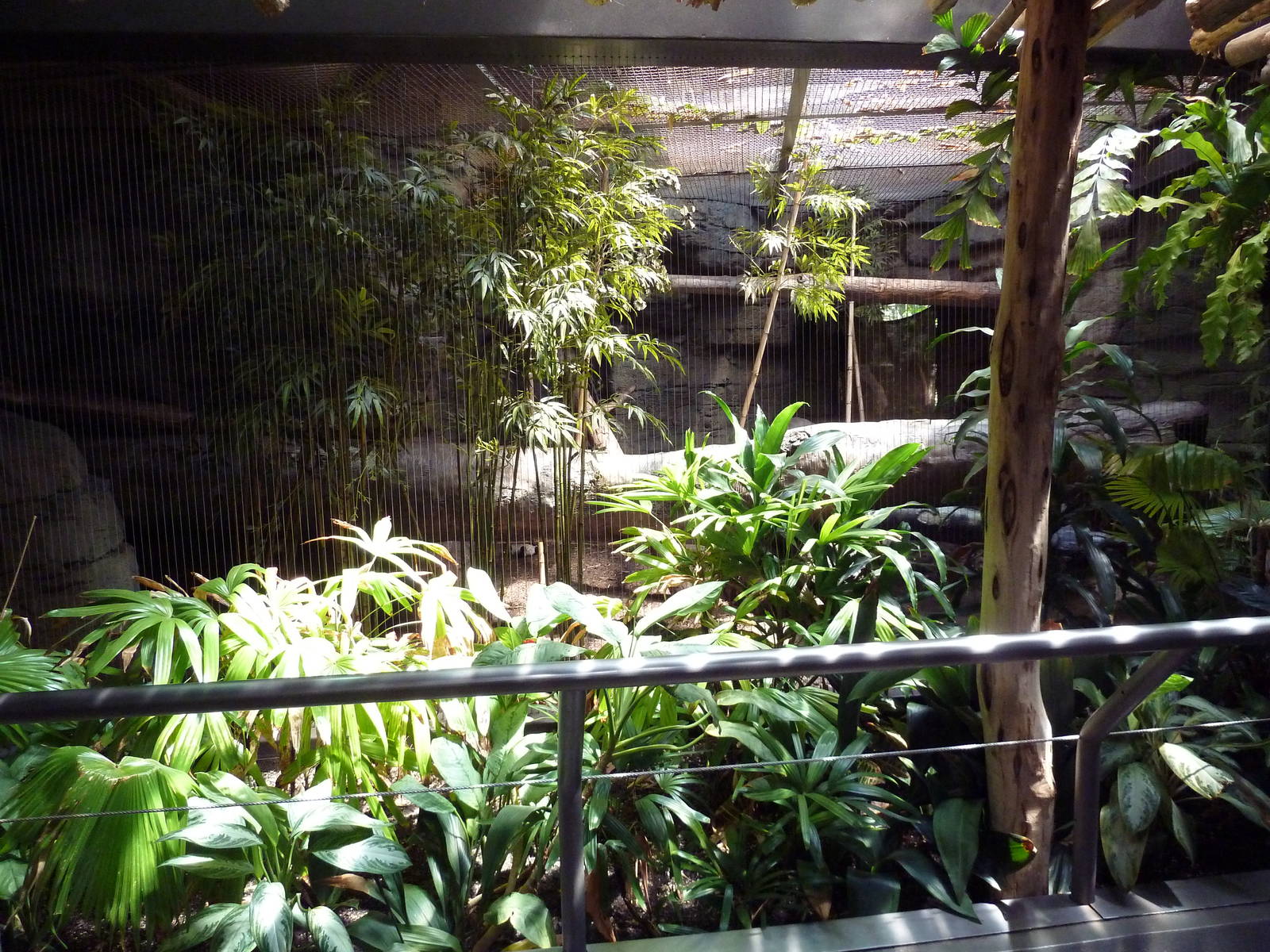 RainForest Building - Ocelot Exhibit