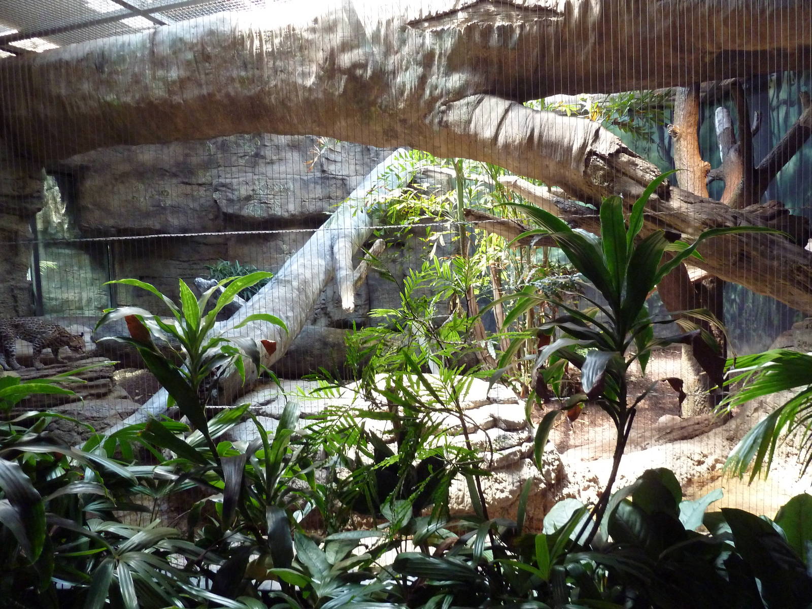 RainForest Building - Ocelot Exhibit