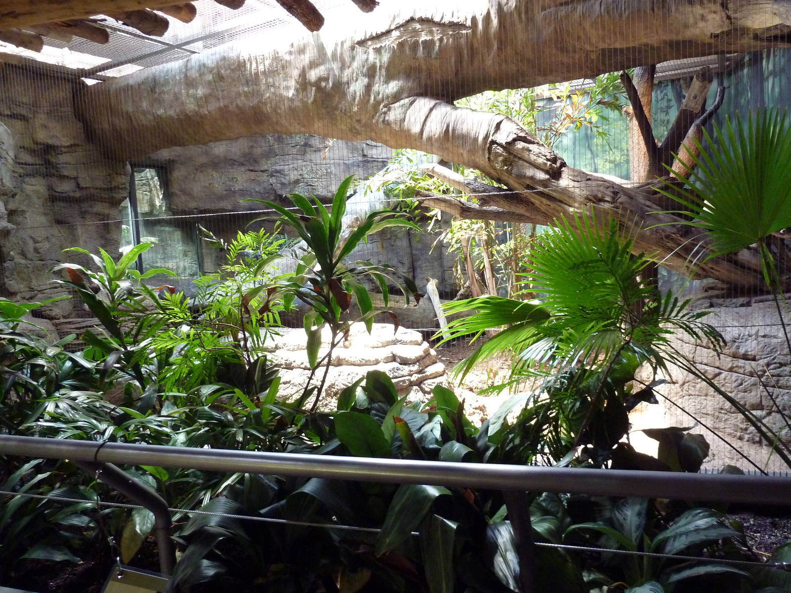 RainForest Building - Ocelot Exhibit