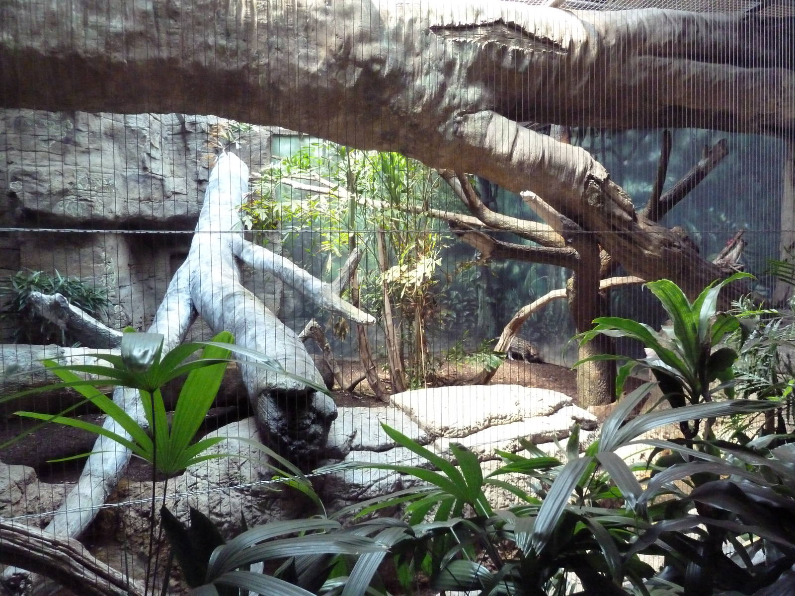 RainForest Building - Ocelot Exhibit