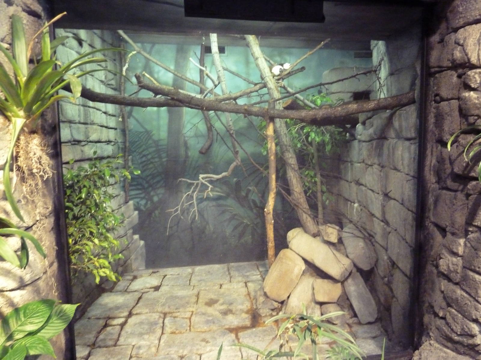 RainForest Building - Pied Tamarin Exhibit