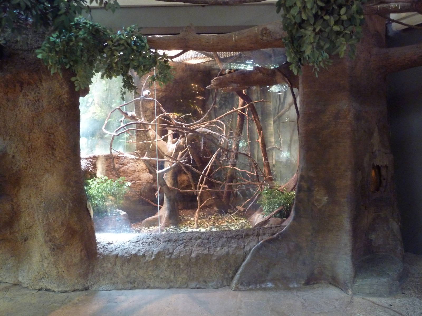 RainForest Building - Prevost's Squirrel Exhibit
