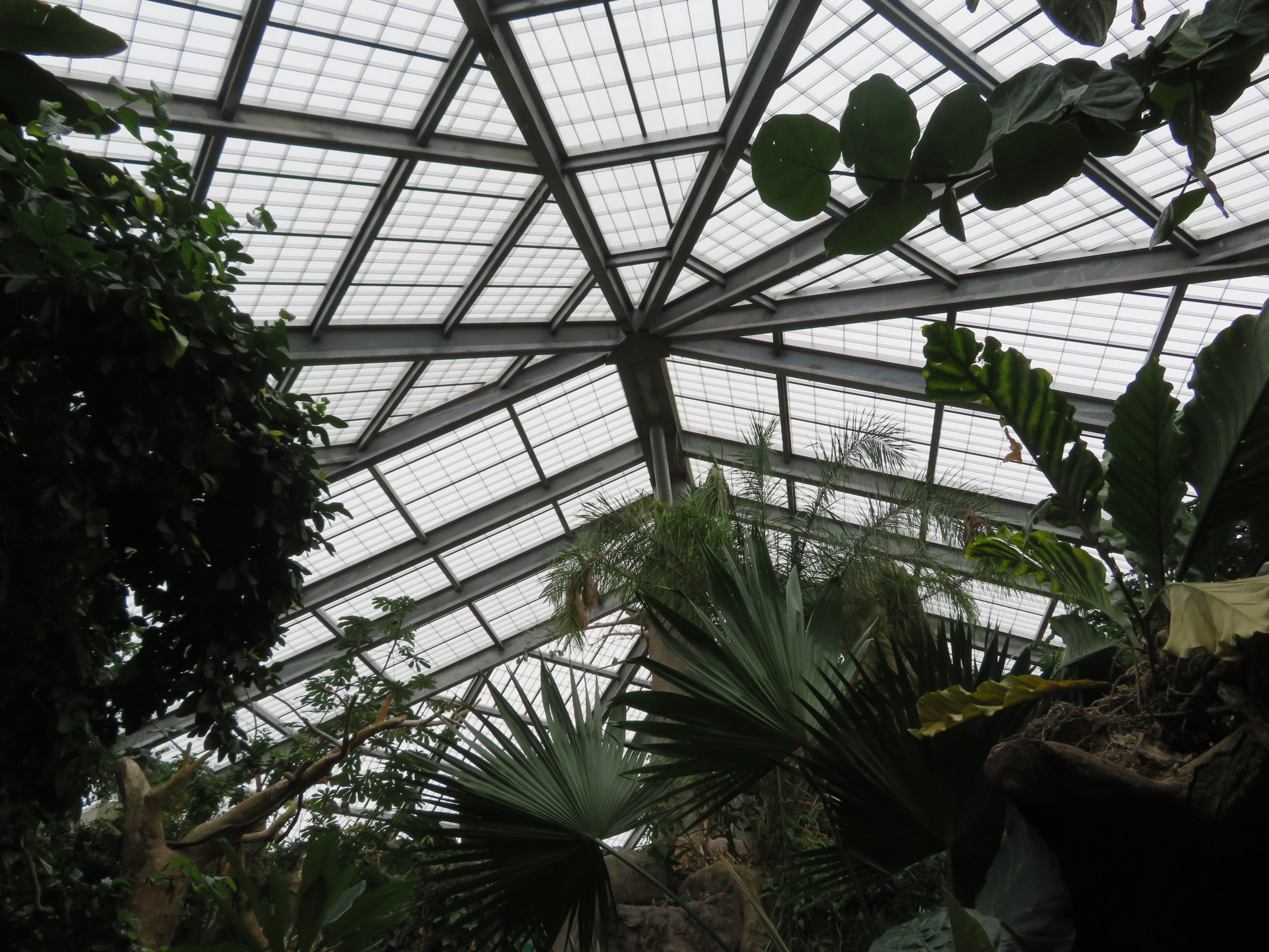 Rainforest Building - Skylight View