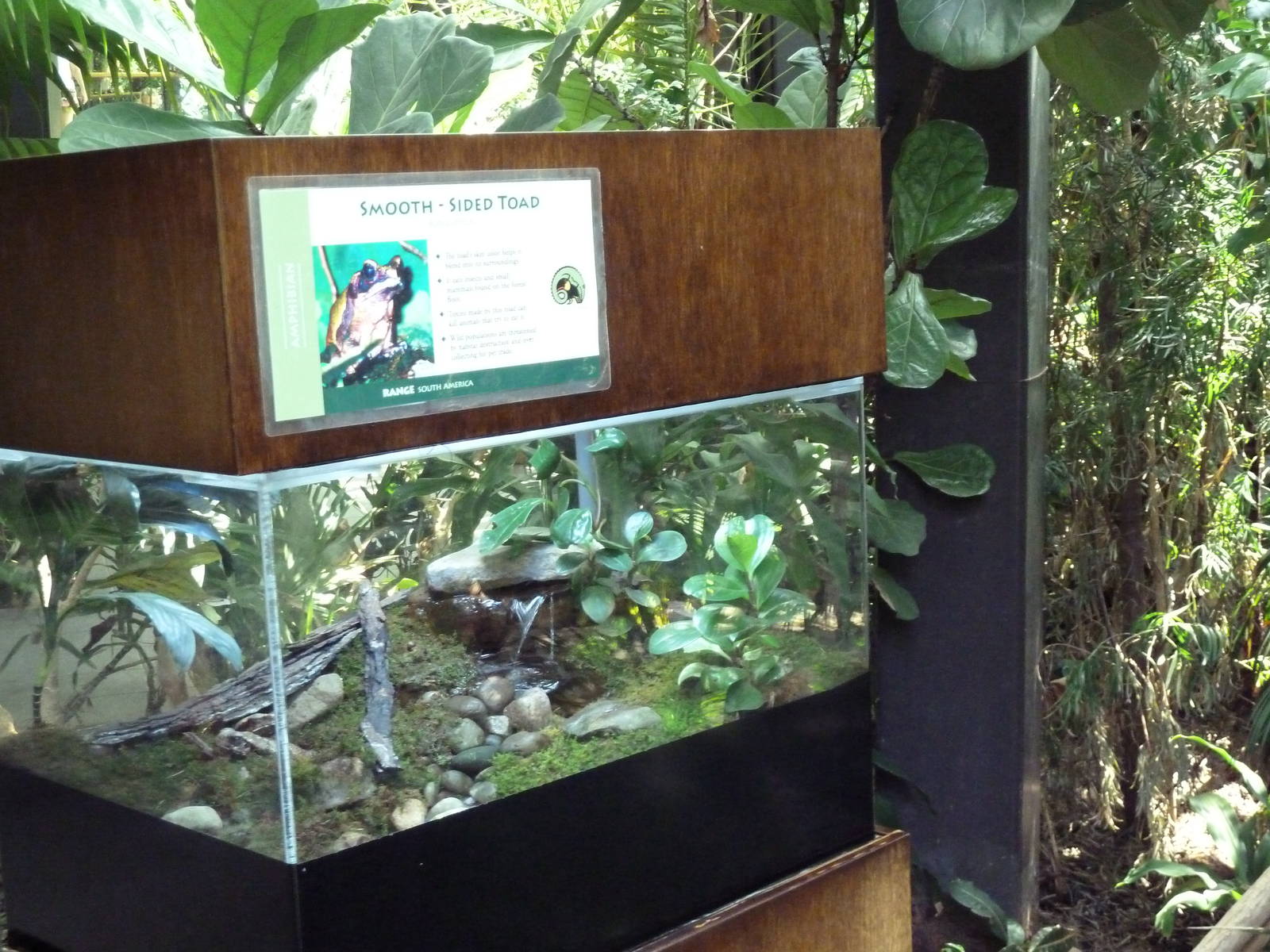 RainForest Building - Smooth-Sided Toad Exhibit