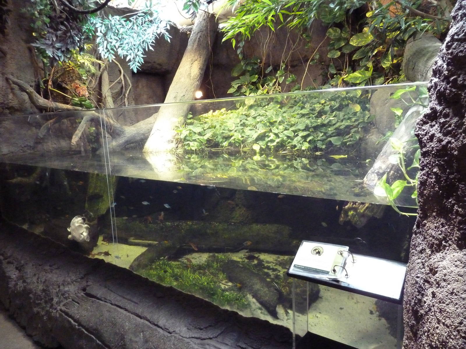 RainForest Building - Turtle/Fish Exhibit