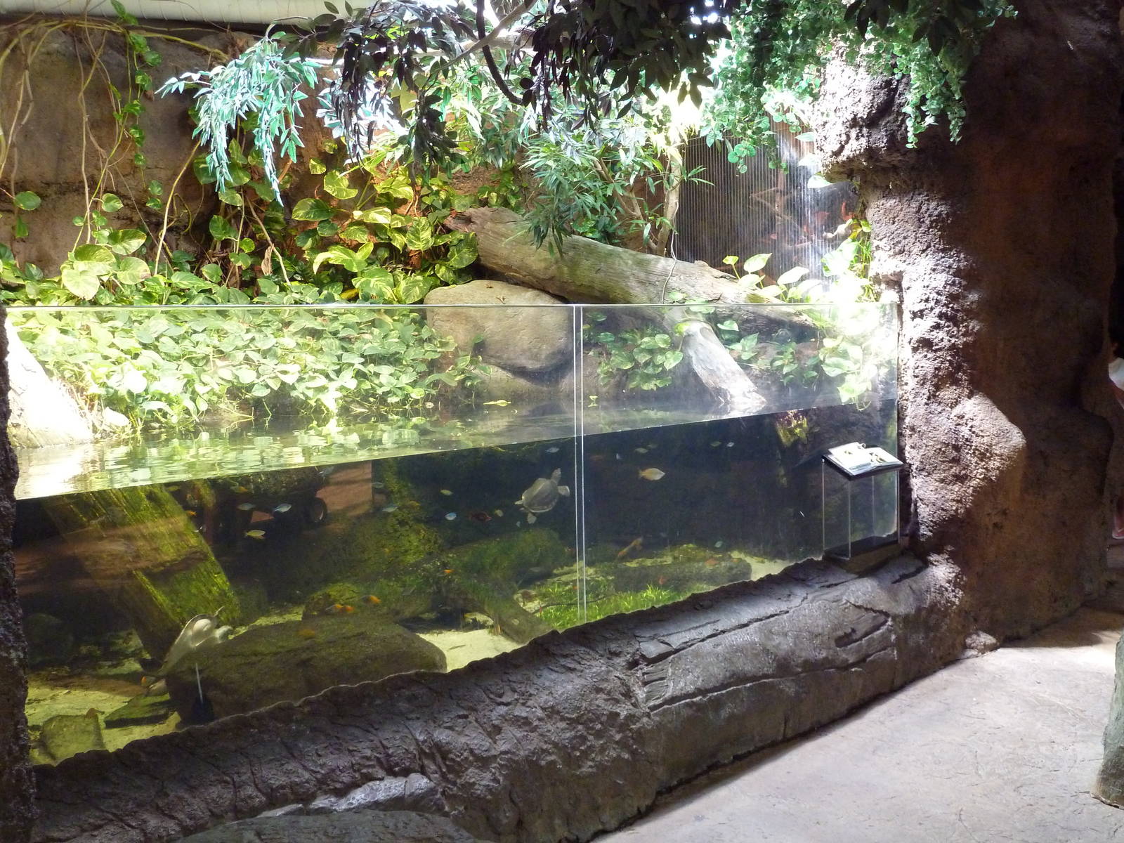 RainForest Building - Turtle/Fish Exhibit