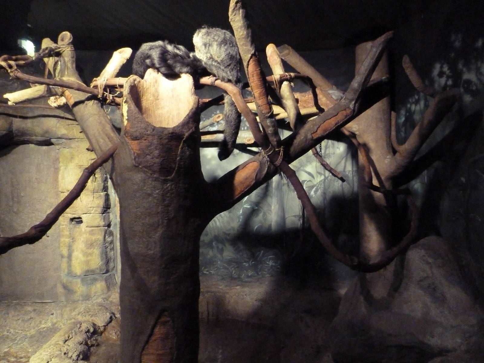 RainForest Building - White-Faced Saki Monkey/Emperor Tamarin/Tamandua Exhi