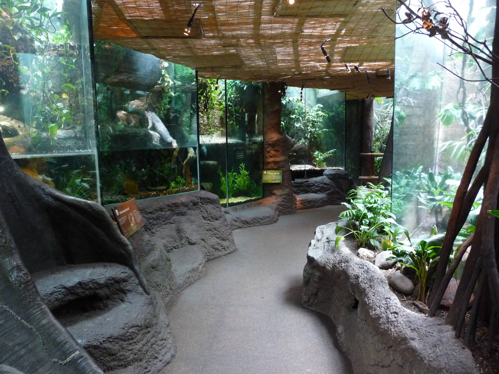 Rainforest Building
