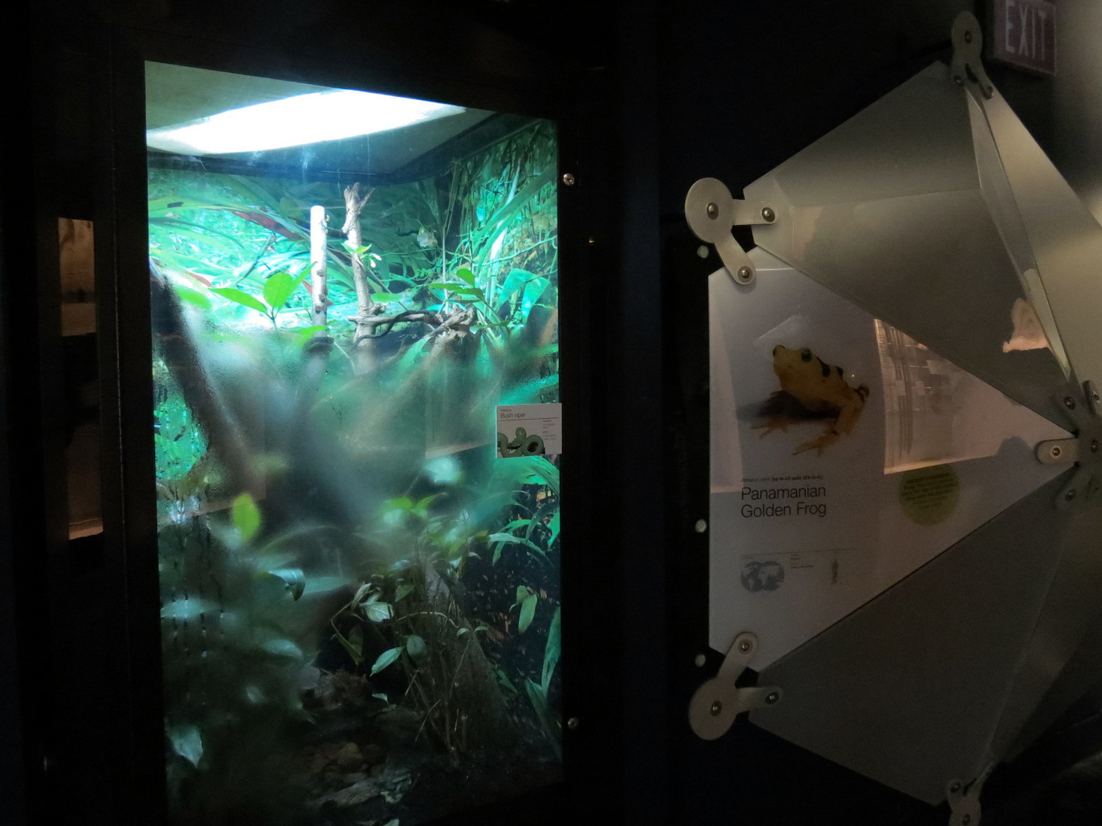 Rainforest - Bush Viper and Panamanian Golden Frog Exhibit