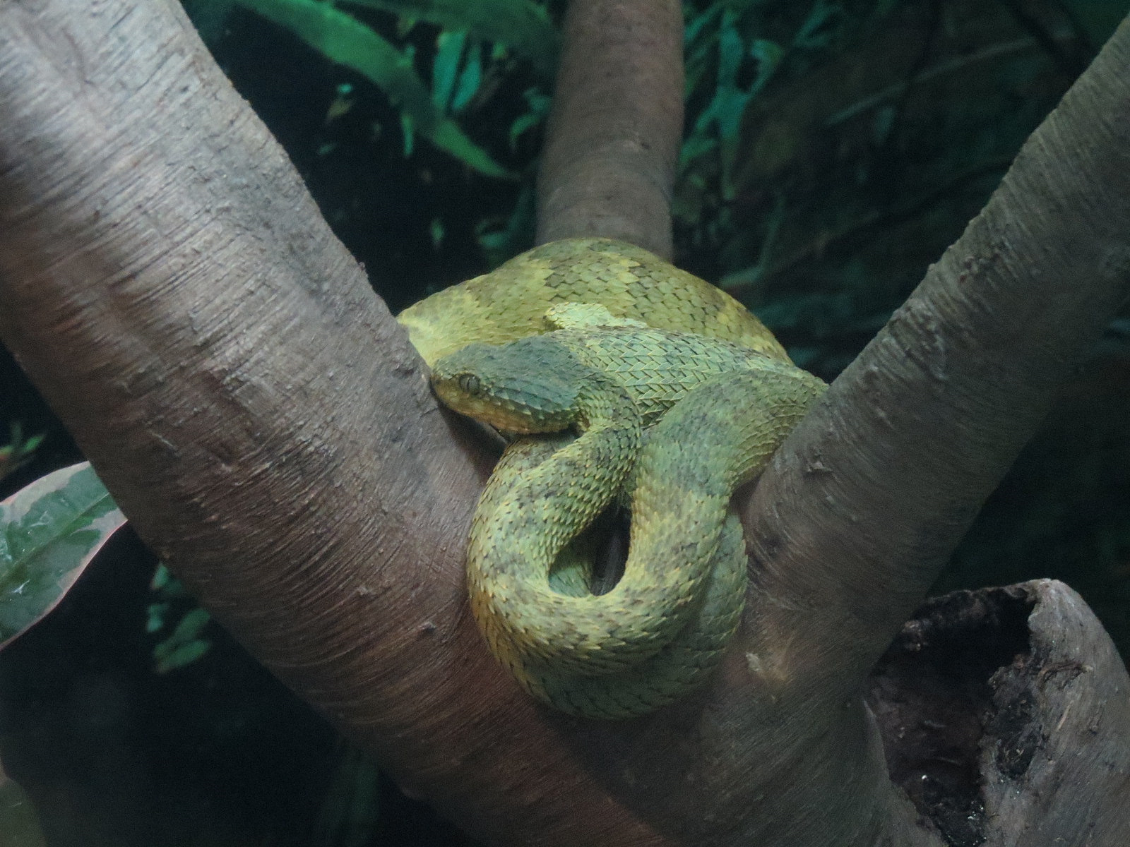Rainforest - Bush Viper and Panamanian Golden Frog Exhibit