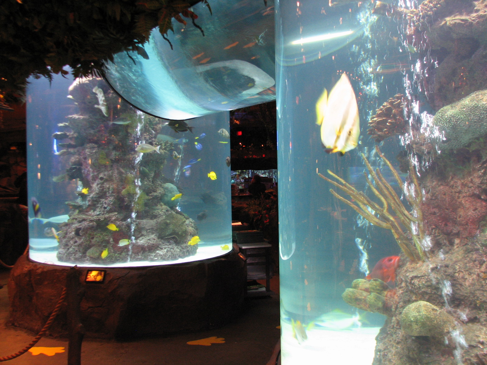 Rainforest Cafe at MGM Grand Hotel Casino in Las Vegas - Archway Tank